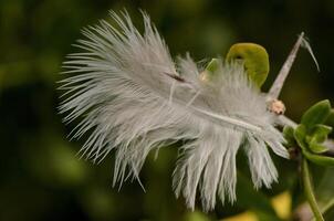 Delicate feathers glistening in the morning light while resting on vibrant green leaves in a lush forest setting photo