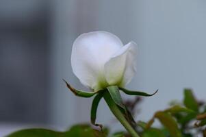 Delicate white blossom emerging from lush green leaves in a tranquil garden setting during the calm afternoon hours photo