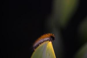 Delicate caterpillar gracefully navigates the edge of a leaf in a lush tropical setting during twilight hours photo