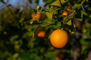 Sunlit orchard reveals vibrant orange fruit hanging gracefully from lush green photo