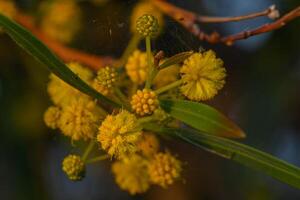 Bright yellow blossoms add vibrancy to the botanical landscape during a serene evening in nature photo