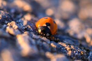 Ladybug crawls across textured ground during golden hour, showcasing vivid colors and delicate details of nature's wonders photo
