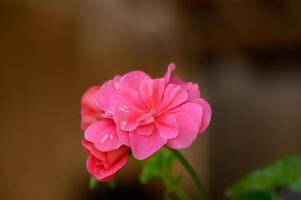 Blooming pink geranium flowers brighten up the garden in the warm afternoon sunlight of spring photo