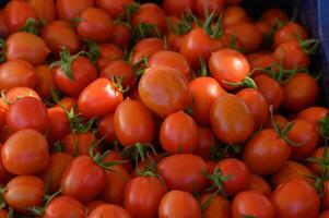 Freshly harvested cherry tomatoes displayed at a local farmers market during a sunny afternoon in early summer photo