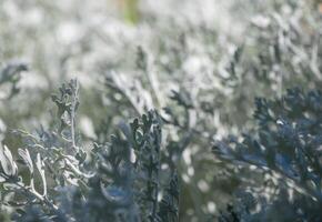 Silvery foliage dances in sunlight under clear blue skies in a tranquil garden setting photo