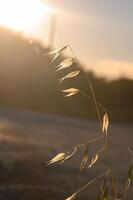 Sunlit grass sways gently in the warm breeze at dusk, capturing nature beauty and serenity in a fleeting moment photo