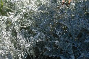 Exploring the delicate textures of silvery foliage in a sunlit garden on a warm afternoon photo