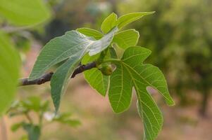 Sunlit fig tree leaves with fruits emerging in a garden during late afternoon hours photo