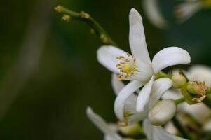 Delicate white flowers bloom softly against a blurred green backdrop, showcasing nature's intricate beauty in springtime photo