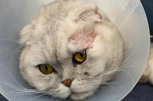 Charming gray cat with a cone on its head relaxing indoors after a playful day photo