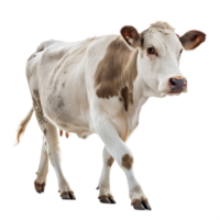 un vaca caminando hacia el cámara, aislado en un transparente antecedentes png