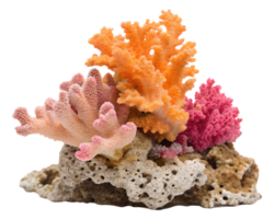 A detailed piece of a coral reef featuring bright orange and pink coral structures with intricate textures, isolated on a transparent background png