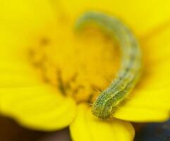 Green caterpillar exploring a bright yellow flower in a tranquil garden setting photo