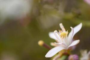 Delicate white flower with yellow center blooms amidst a blurred green background in springtime photo