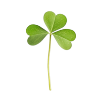Lucky shamrock three leaf clover st patricks day symbol isolated on isolated close up macro shot png