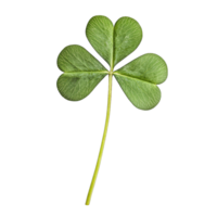 Three leaf clover shamrock st patricks day luck irish symbol isolated on isolated macro closeup png