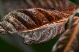 Detailed macro shot of weathered leaf displaying rich textures and colors in a natural setting photo
