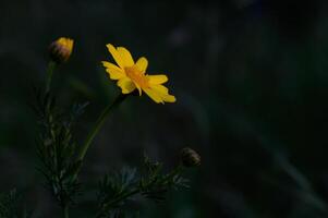 Bright yellow flower stands out against a dark background in a serene garden setting during early evening hours photo