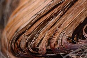Close-up view of intricate textures and colors in dried palm leaves during a sunny afternoon in a tropical garden photo