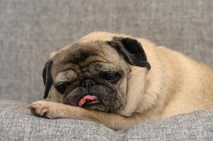 Sleepy pug resting on a cozy couch with an adorable expression while licking its nose in a peaceful indoor setting photo