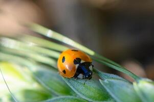 Vibrant ladybug exploring lush green foliage under a warm sunlight glow in a tranquil garden setting photo