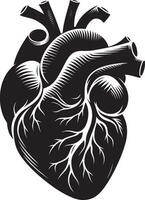 Human heart in woodcut style illustration vector