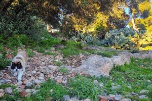 Cat Exploring a Rocky Garden Path in a Sunlit Natural Setting photo