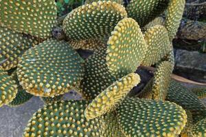Close-Up of Prickly Pear Cactus Pads in Natural Garden Setting photo