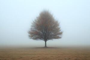 Solitary Tree in Foggy Landscape During Autumn for Nature Prints and Posters photo