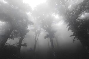 Misty Forest Canopy Enveloped in Fog - Nature's Serene Morning Tranquility photo
