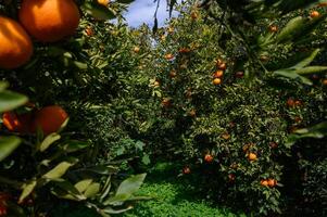 Oranges hang vibrantly among lush green leaves in a sunlit orchard on a warm afternoon photo