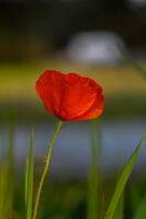 Vibrant poppy stands alone in a field of green during a serene evening glow photo