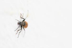 Close-up exploration of a tiny insect crawling across a white surface during bright daylight hours photo