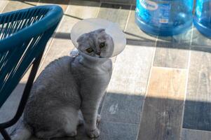 Cat with a conical collar looks curiously at the surroundings while sitting on a wooden floor in a sunlit room during the afternoon photo