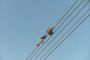 Birds perched on power lines against a clear blue sky during a bright day in a tranquil neighborhood photo
