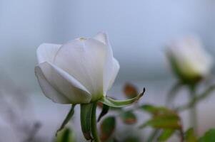 Beautiful white rose blooming softly in a tranquil garden at dawn brings nature's elegance to life photo