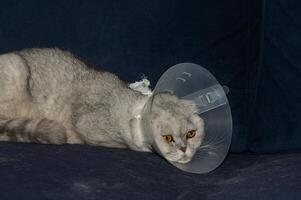 Recovering cat looks adorable and slightly annoyed wearing a cone on its head while lounging on a dark couch during a sunny afternoon photo