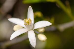 White bloom opens gracefully in a serene garden setting, capturing the essence of springtime beauty and renewal photo