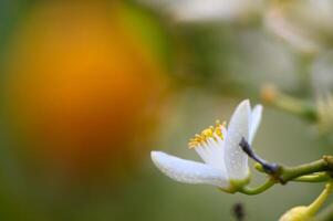 Delicate white flower blooms against a softly blurred background of vibrant colors at golden hour photo