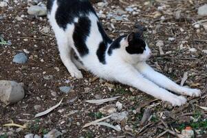 Stretching black and white cat enjoys the warm sun on a gravel pathway in a serene outdoor setting during late afternoon photo