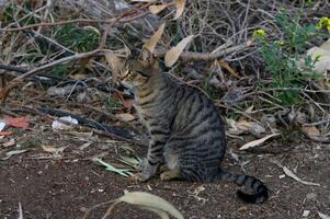 Striped cat observes nature in a serene garden setting under soft afternoon light photo