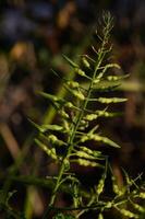 Delicate green fern displaying intricate leaf patterns in soft evening light photo