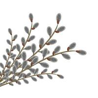 Bouquet of willow branches in the background corner, design element and traditional symbol of the spring religious holiday of Easter. vector
