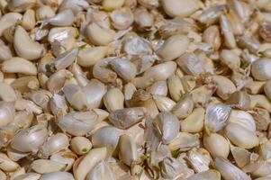 Garlic cloves ready for harvest in a sunny, rural field during the warm summer months, showcasing the beauty of natural produce cultivation photo