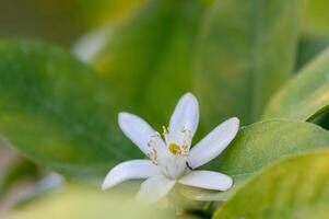 Delicate white citrus flower blooms amidst vibrant green leaves in a tranquil garden setting during springtime photo