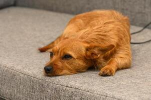 Resting dog sprawled on a cozy couch enjoying a lazy afternoon photo
