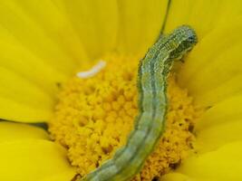 Green caterpillar explores the vibrant yellow blossom during a sunlit spring afternoon in a lush garden photo