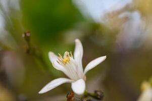 Blooming white flower captures the essence of spring in a natural garden setting filled with vibrant greenery photo