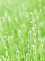 Green background from lavender in buds in the garden photo