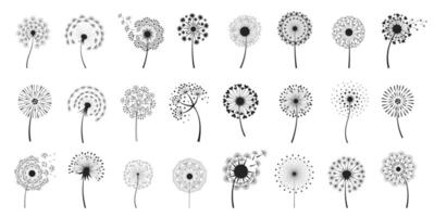 Dandelion Flowers with Fluffy Seeds. Botanical Spring Illustration Set vector
